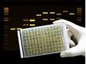 Picture of ThermalSeal 2 Sealing Films for Classic PCR, Polyester, 50µm Thick, Non-Pierceable, Better Adhesion, Non-Sterile